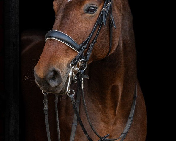 jumper Percy Jackson 9 (Belgian Warmblood, 2015, from Fantomas de Muze)