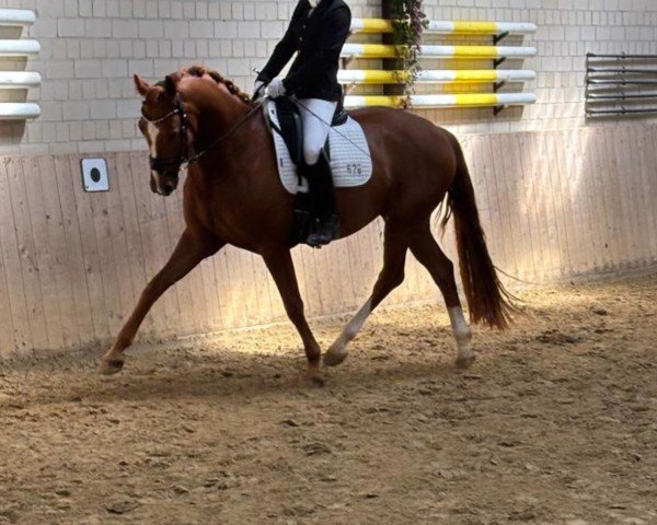 horse For Florentin (Westphalian, 2020, from For Gold OLD)