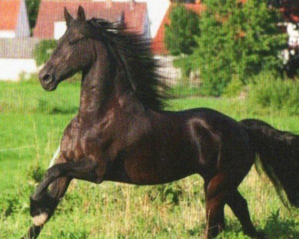 horse Sjouke (Friese, 2005, from Leffert 306)