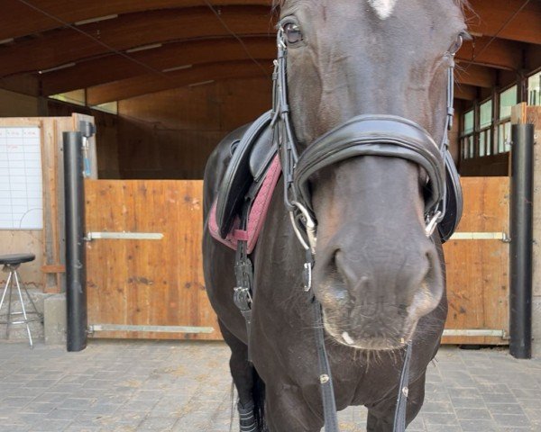 Zuchtstute Mary Lou 245 (Hannoveraner, 2014, von Don Frederico)