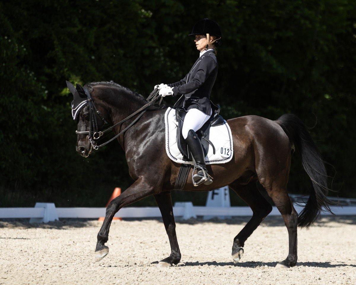 Dressurpferd Heinrich (Deutsches Reitpony, 2006, von Honeymoon Star)