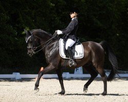 dressage horse Heinrich (German Riding Pony, 2006, from Honeymoon Star)