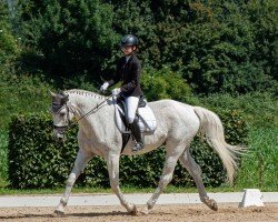 dressage horse Sir Shadow Boy (Westphalian, 2005, from Sir Bedo)