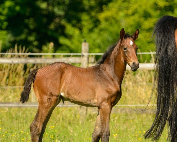 Fohlen von Magic Majestix (Westfale, 2025, von E.H. Millennium)