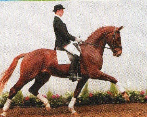 horse Don Patrizier (Westphalian, 1999, from Davignon I)