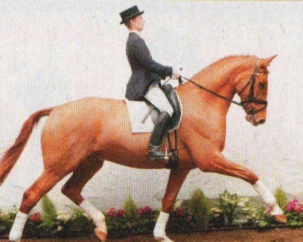 Deckhengst Laureus (Westfale, 1998, von Laurentianer)