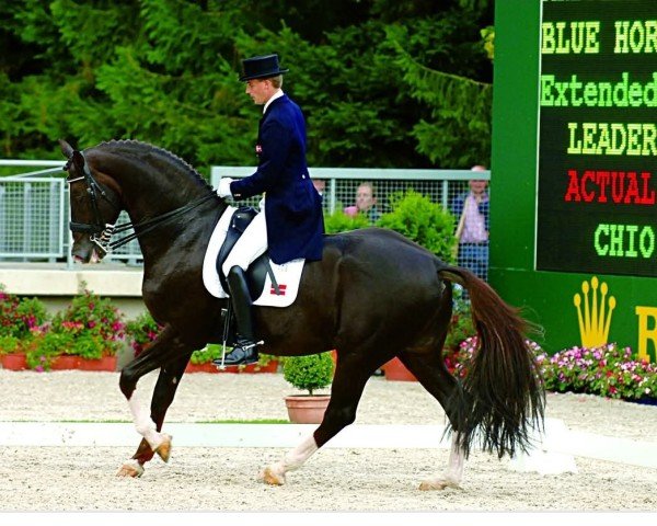 stallion Don Schufro (Oldenburg, 1993, from Donnerhall) stallion Don Schufro (Oldenburg, 1993, from Donnerhall)