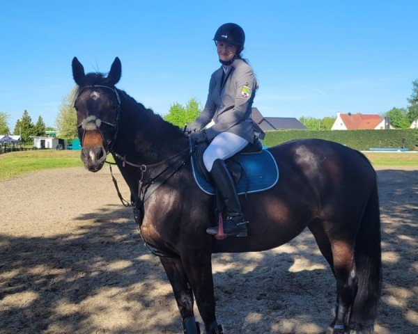jumper Colada 17 (Hanoverian, 2020, from Cabaretto)