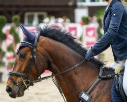 jumper Cortez SC (German Sport Horse, 2020, from Caretello B)