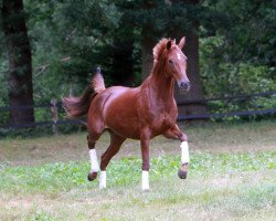 broodmare Perla (Oldenburg, 2004, from Plaisir d'Amour)