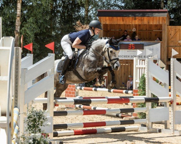 horse Million Dollars (German Riding Pony, 2021, from Million Reasons)
