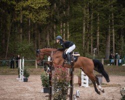 Springpferd Clyde Z 2 (Zangersheide Reitpferd, 2017, von Crown Z)
