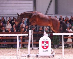 jumper Valeria Di Fosso CH (Swiss Warmblood, 2020, from Virtuoso Semilly)