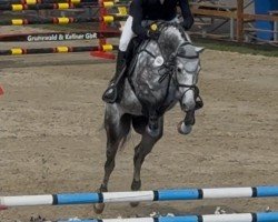 Springpferd Beau Nuage (Westfale, 2020)