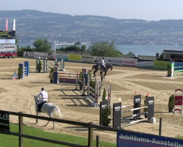 Reitturnier Wädenswil 2025