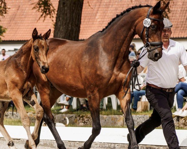 broodmare Zaubermaid (Trakehner, 2008, from Payano 159 FIN)