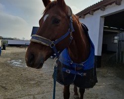 dressage horse Fabriana N (Hanoverian, 2006, from Fabriano)