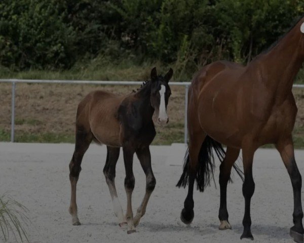 horse Voltaro SR (Oldenburg show jumper, 2021, from Voltaire)