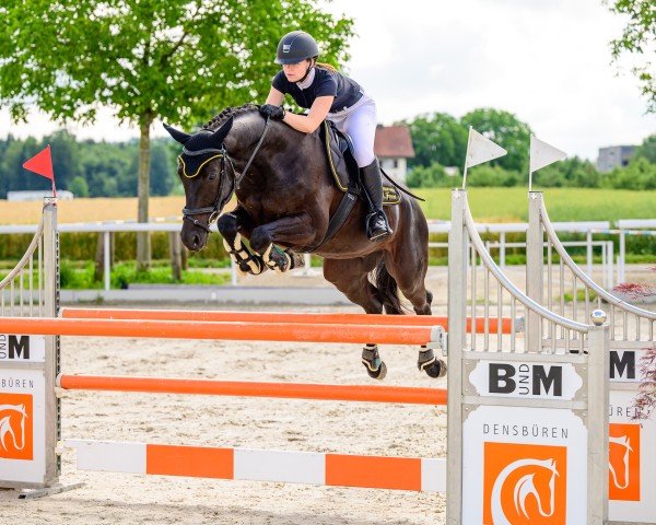 Springpferd Lonardo Di Fosso CH (Schweizer Warmblut, 2014, von Gb Londero V. Worrenberg)