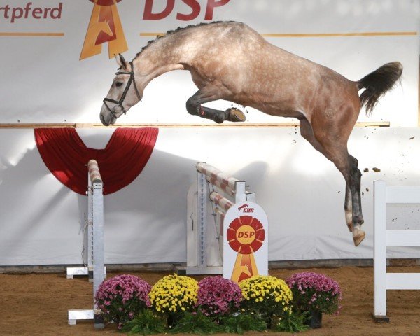 Springpferd Flipper Di Fosso CH (Schweizer Warmblut, 2017, von Flipper d'Elle)