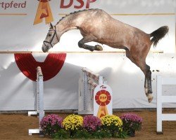 jumper Flipper Di Fosso CH (Swiss Warmblood, 2017, from Flipper d'Elle)