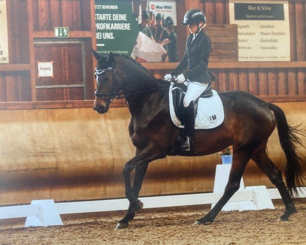 dressage horse Tequila 349 (German Warmblood, 2019, from Tripple Crown)