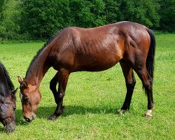 jumper Kenaai (Hanoverian, 2018, from Karajan)