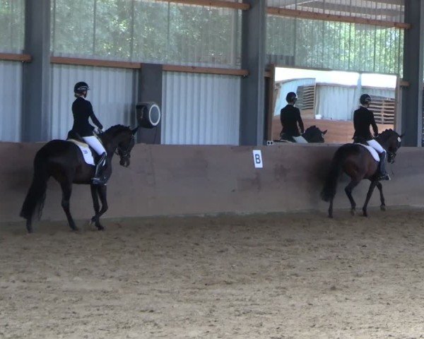 Reitturnier Dortmund-Somborn 2025