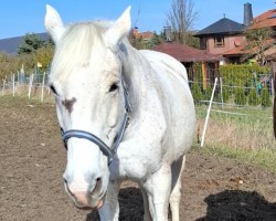 Zuchtstute T-Claire (Holsteiner, 2003, von Carnando)