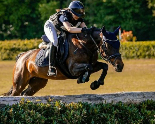 Springpferd Fee Carrisa (unbekannt, 2007)
