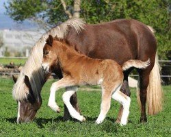 foal by Feine Valegra (Black Forest Horse, 2025, from Valegro)