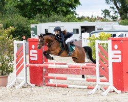 Zuchtstute Hamy (Welsh Pony (Sek.B), 2012, von Best Boy)