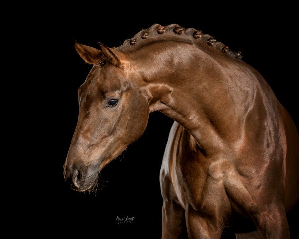 dressage horse Savoir 3 (Rhinelander, 2017, from Sir Heinrich OLD)