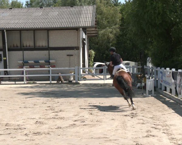 Reitturnier Dortmund-Somborn 2025