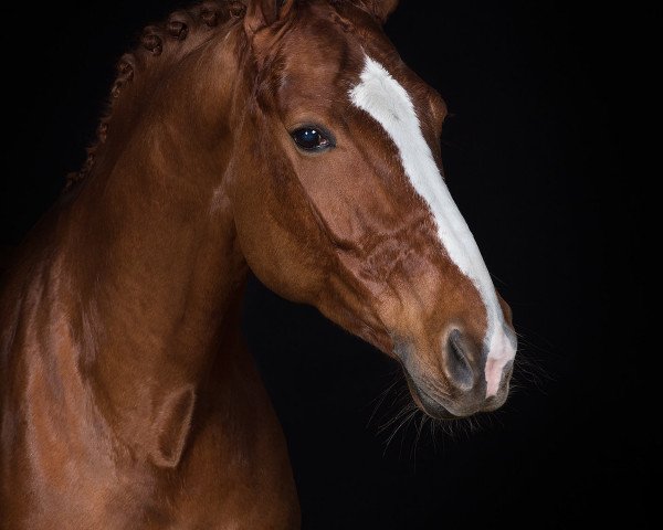 dressage horse Santino's Sternchen (Hanoverian, 2008, from Santino)