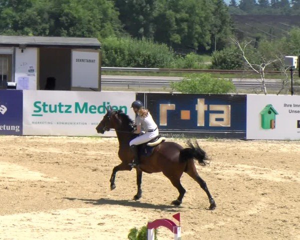Reitturnier Wädenswil 2025