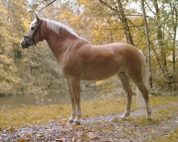 broodmare Ovina K (6,35% ox) (Edelbluthaflinger, 2010, from Sacre Coeur (5,47% ox))