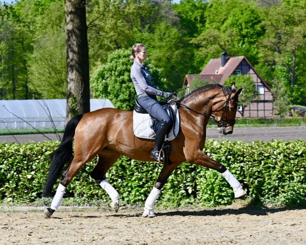 horse Suffragette II CH (Westphalian, 2019, from Sir Heinrich OLD)