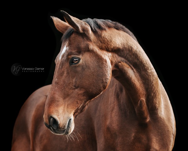 jumper D'artagnan 159 (Bavarian, 2004, from D'Artagnan Classic)