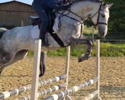 jumper Coleen 36 (Oldenburg show jumper, 2019, from Cornet Obolensky)