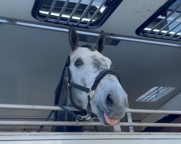 horse Panoramix van het Nijhofstee (KWPN (Royal Dutch Sporthorse), 2020)