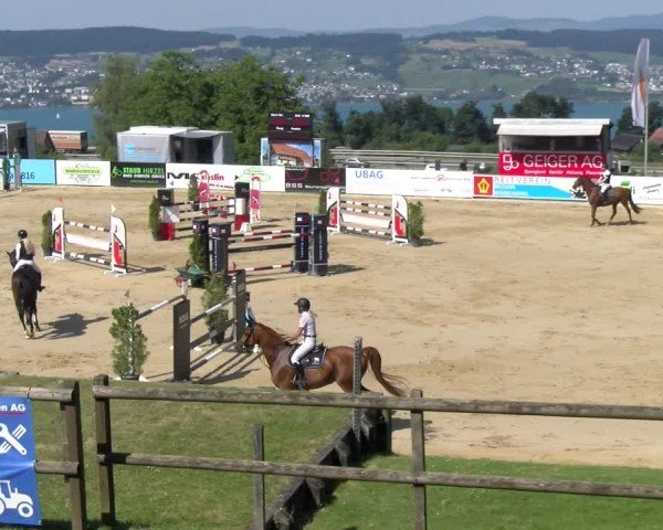 Reitturnier Wädenswil 2025