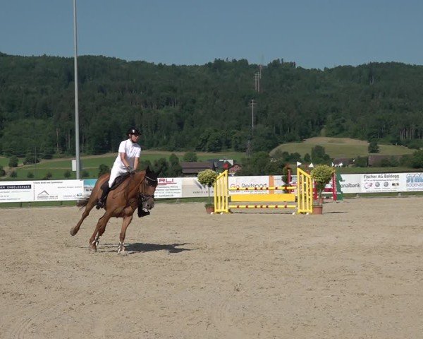 Reitturnier Hitzkirch 2025
