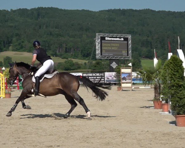 Reitturnier Hitzkirch 2025