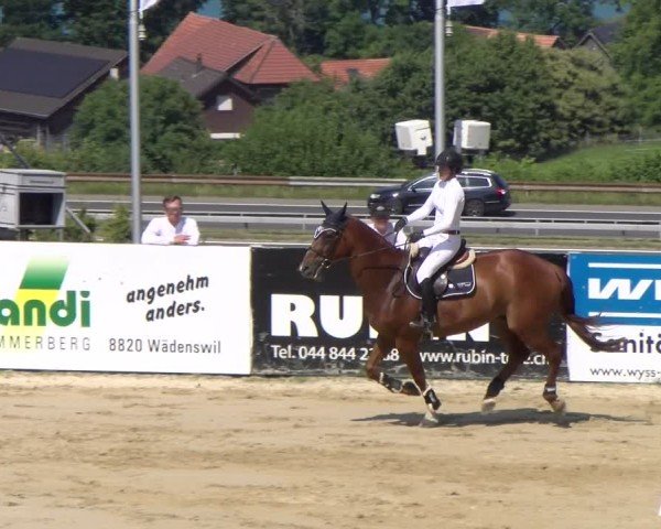 Reitturnier Wädenswil 2025