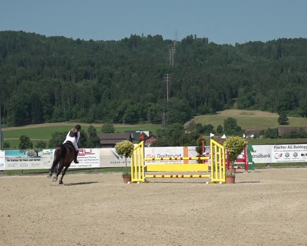 Reitturnier Hitzkirch 2025