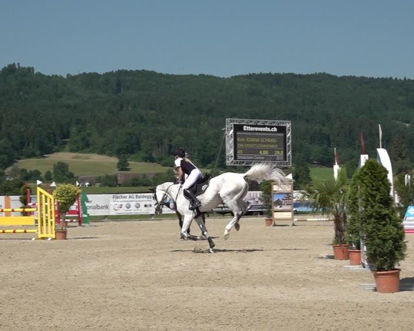 Reitturnier Hitzkirch 2025