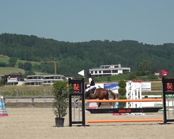 Reitturnier Hitzkirch 2025