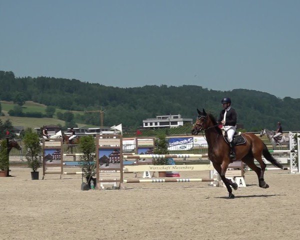 Reitturnier Hitzkirch 2025