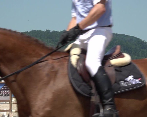Reitturnier Hitzkirch 2025